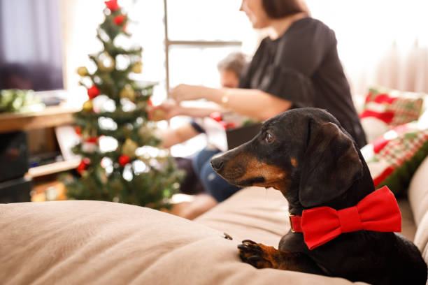 Weiner dog watching their owner set up for christmas