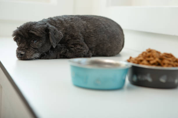 Dog staring at its bowl of food, looking very sad