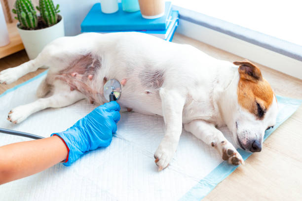 Jack Russel terrier with gastritis looking sad while being examined by the vet