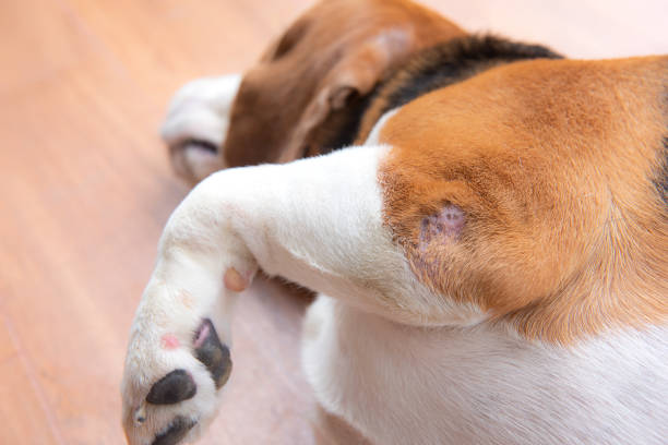 Beagle laying on the floor with a small dog bite wound on its elbow