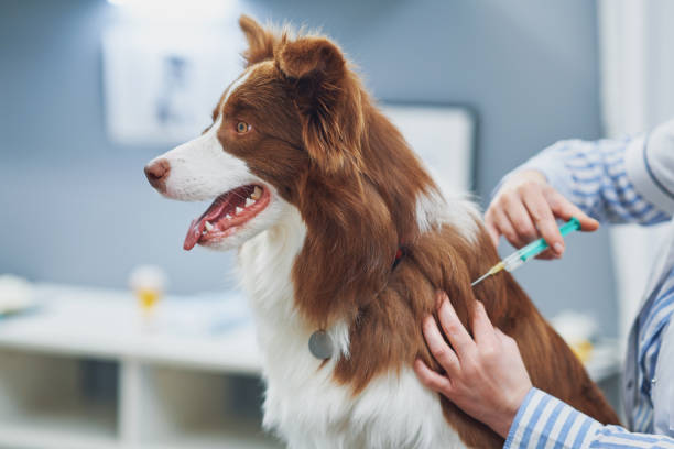 Vet giving an Australian shepherd a vaccine