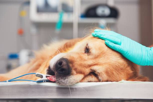 Golden retriever laying on a table at the vet