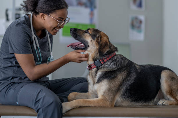 Veterinarian examining shepherd mix dog