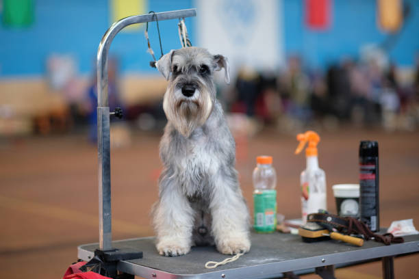 Schnauzer on a grooming table ready to be pampered