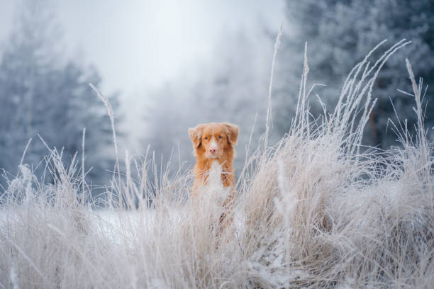 Nova scotia Duck tolling retriever sitting in a frozen field