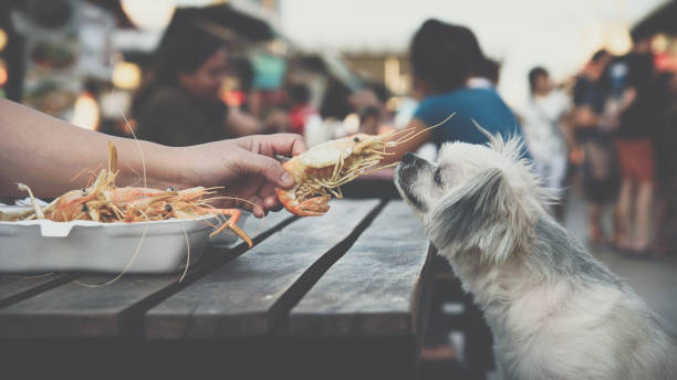 Small scruffy dog staring at whole shrimp on the kitchen counter