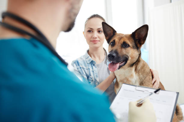 Vet checking clipboard for pet insurance while German shepherd sits on examination table