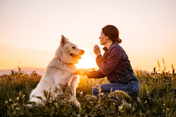 Owner sitting in a wheat field with her Australian shepherd at dusk