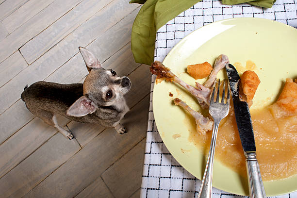 Chihuahua staring at owners plate full of meat scraps on the table