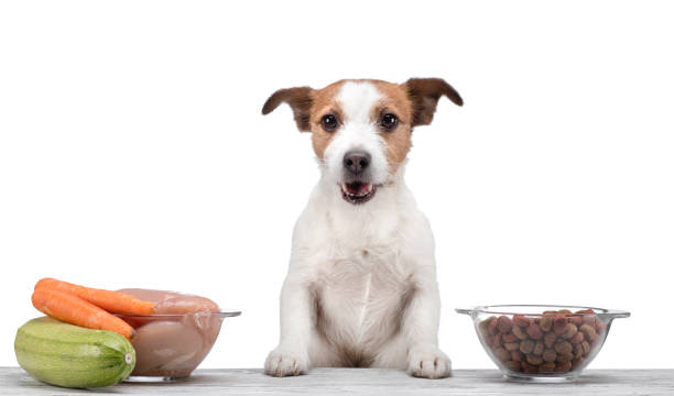 Terrier sitting beside 2 bowls of Canadian pet food