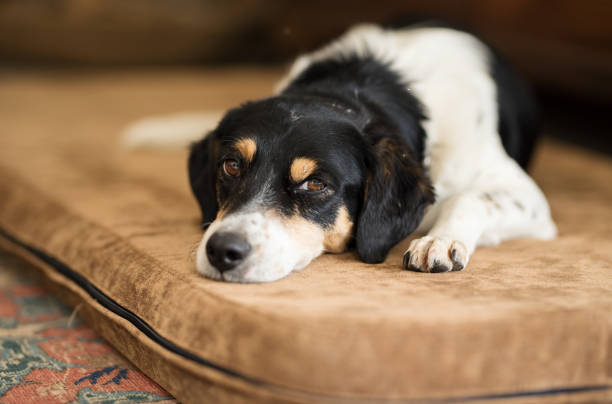 Mixed breed dog looking sad/sick