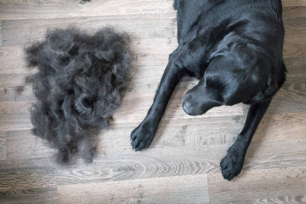 Labrador next to a giant pile of shed fur