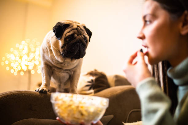 Pug trying to eat popcorn out of its owner's hand