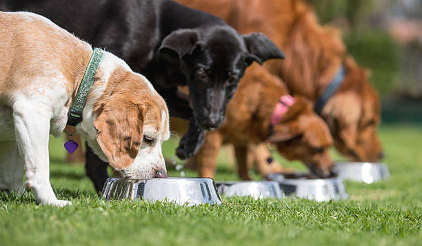 Multiple dogs eating from their bowls in an organized line