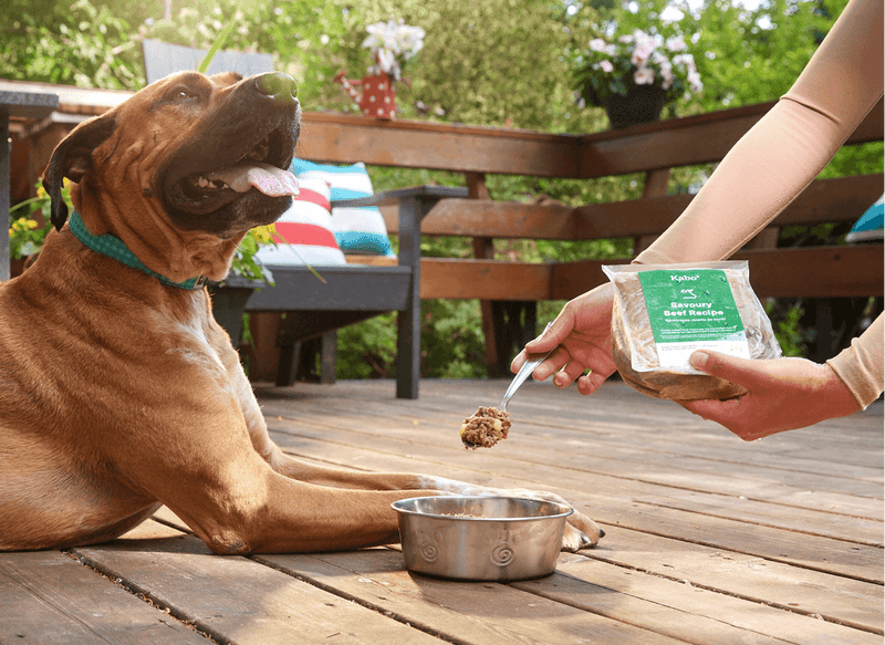 Pitbull mix being fed fresh cooked dog food