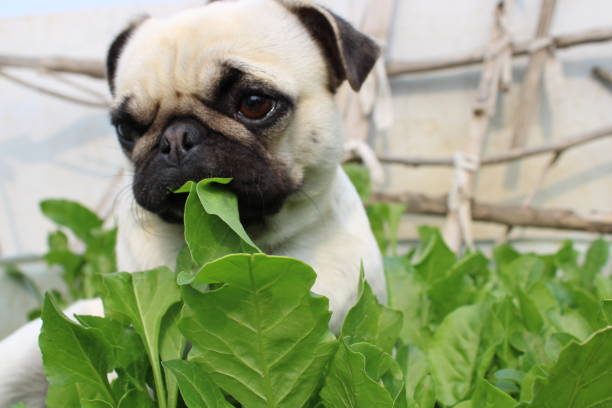 pug eating spinach out of the garden
