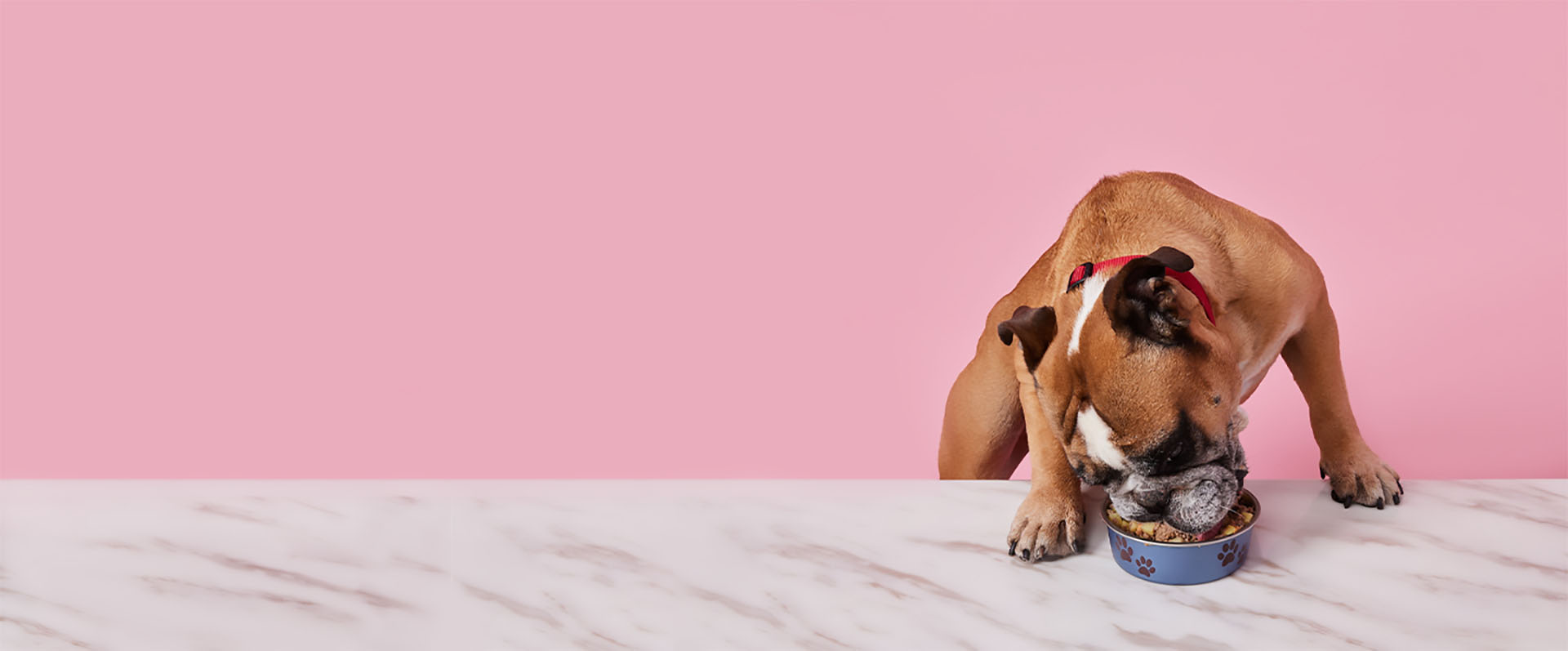 Kabo - Fresh Dog Food Delivery in Canada